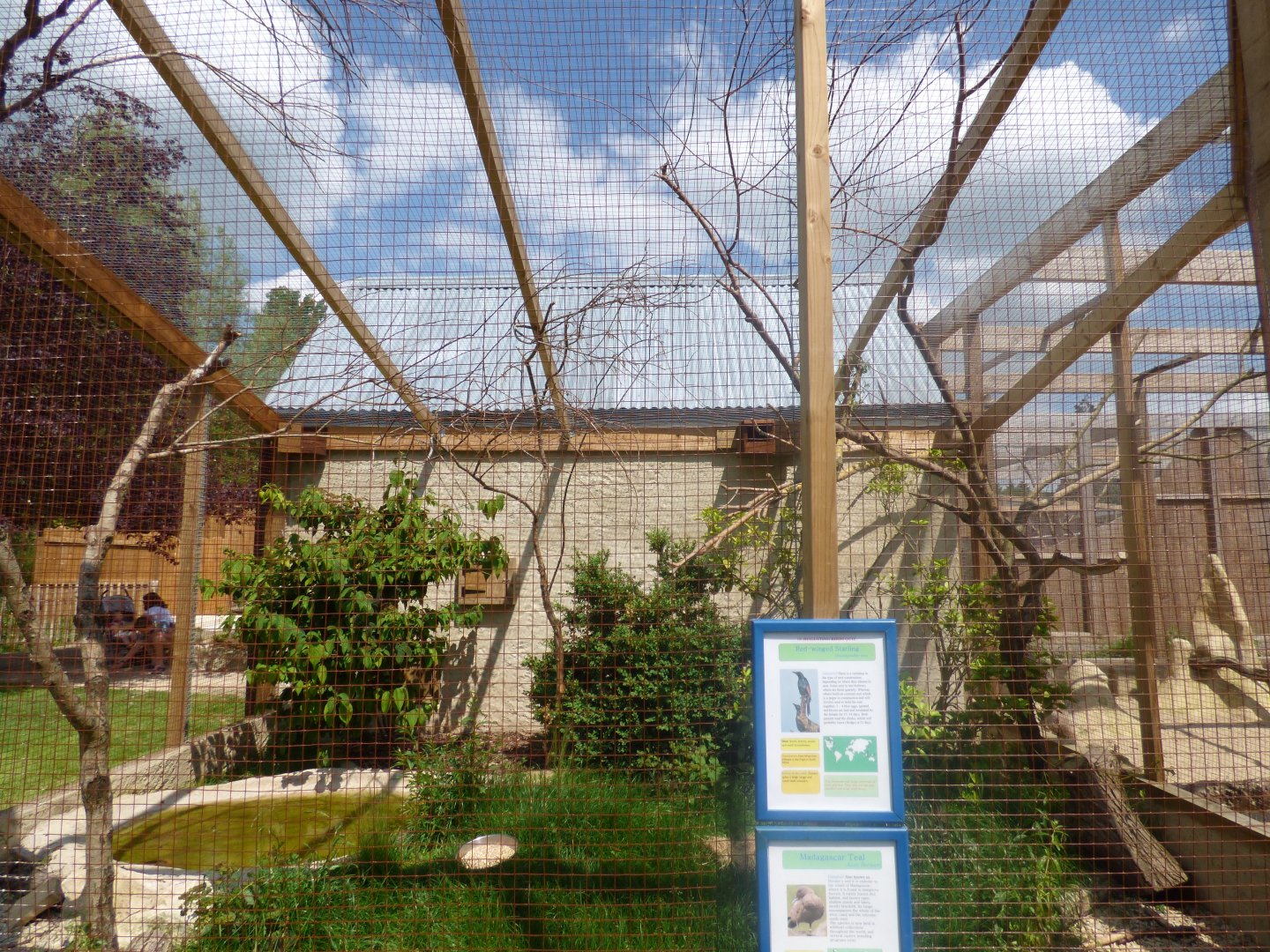 Red-Winged Starling and Madagscan Teal Aviary