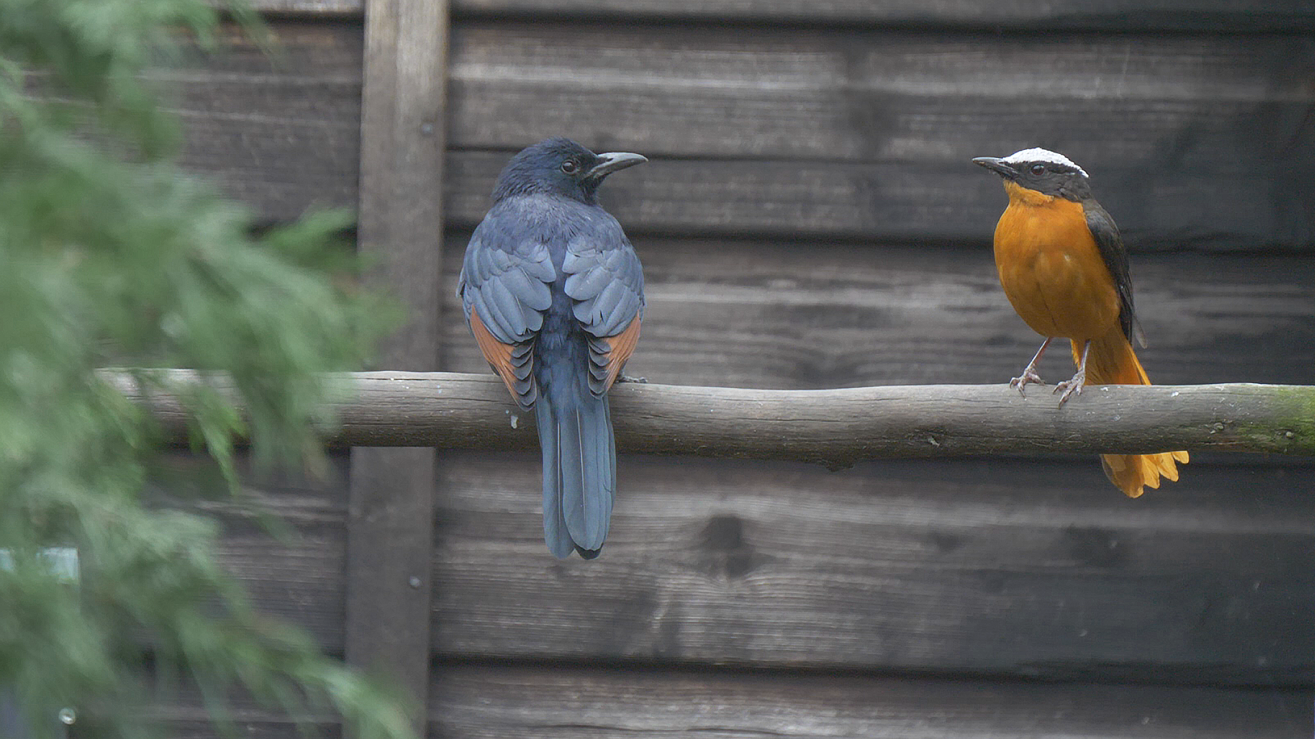 Red-Winged Starling and White-Crowned Robin-Chat