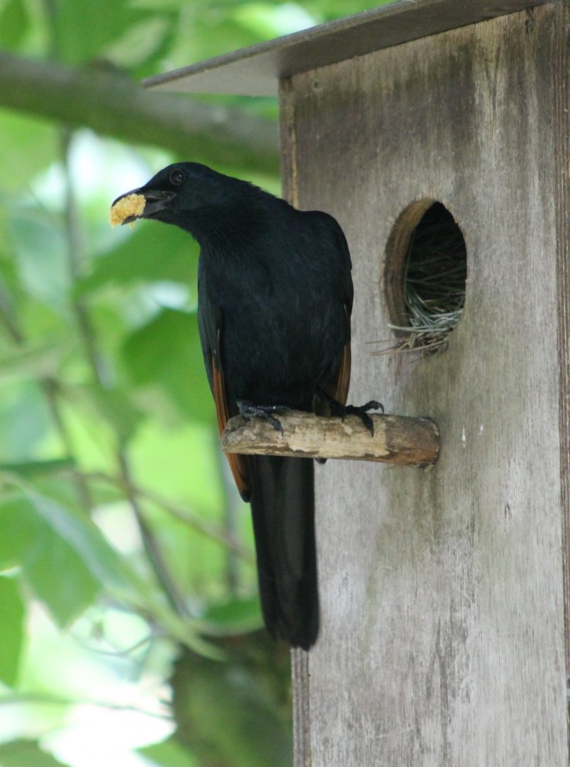 Red-winged starling at the nest