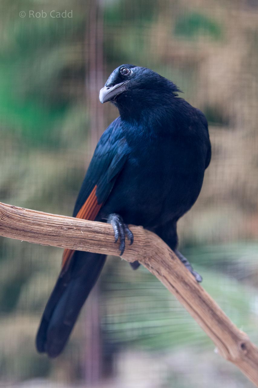 Red-winged starling : Birdland : 19 Apr 2015