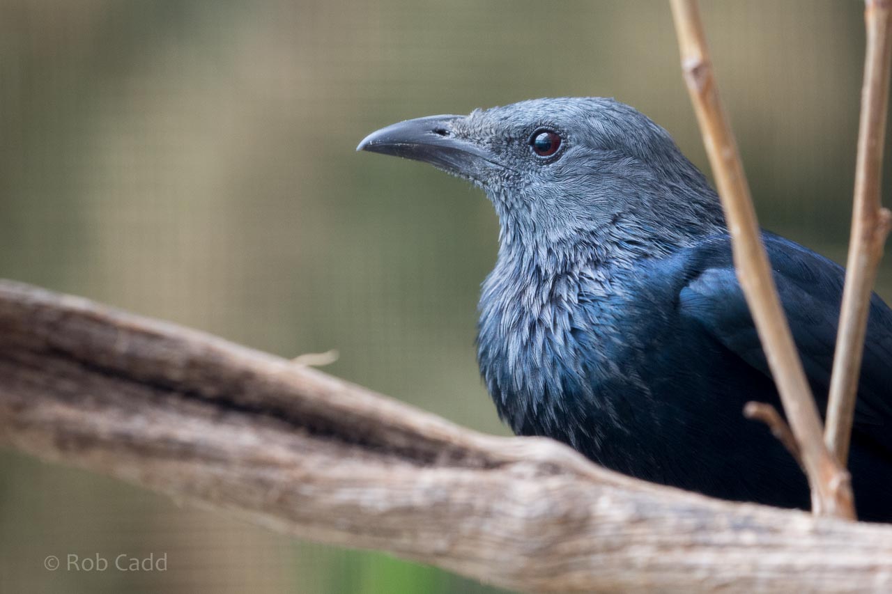 Red-winged starling : Birdland : 19 Apr 2015