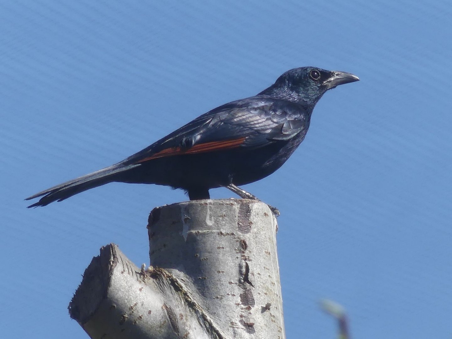 Red Winged Starling - Heart of Africa - 02.04.25