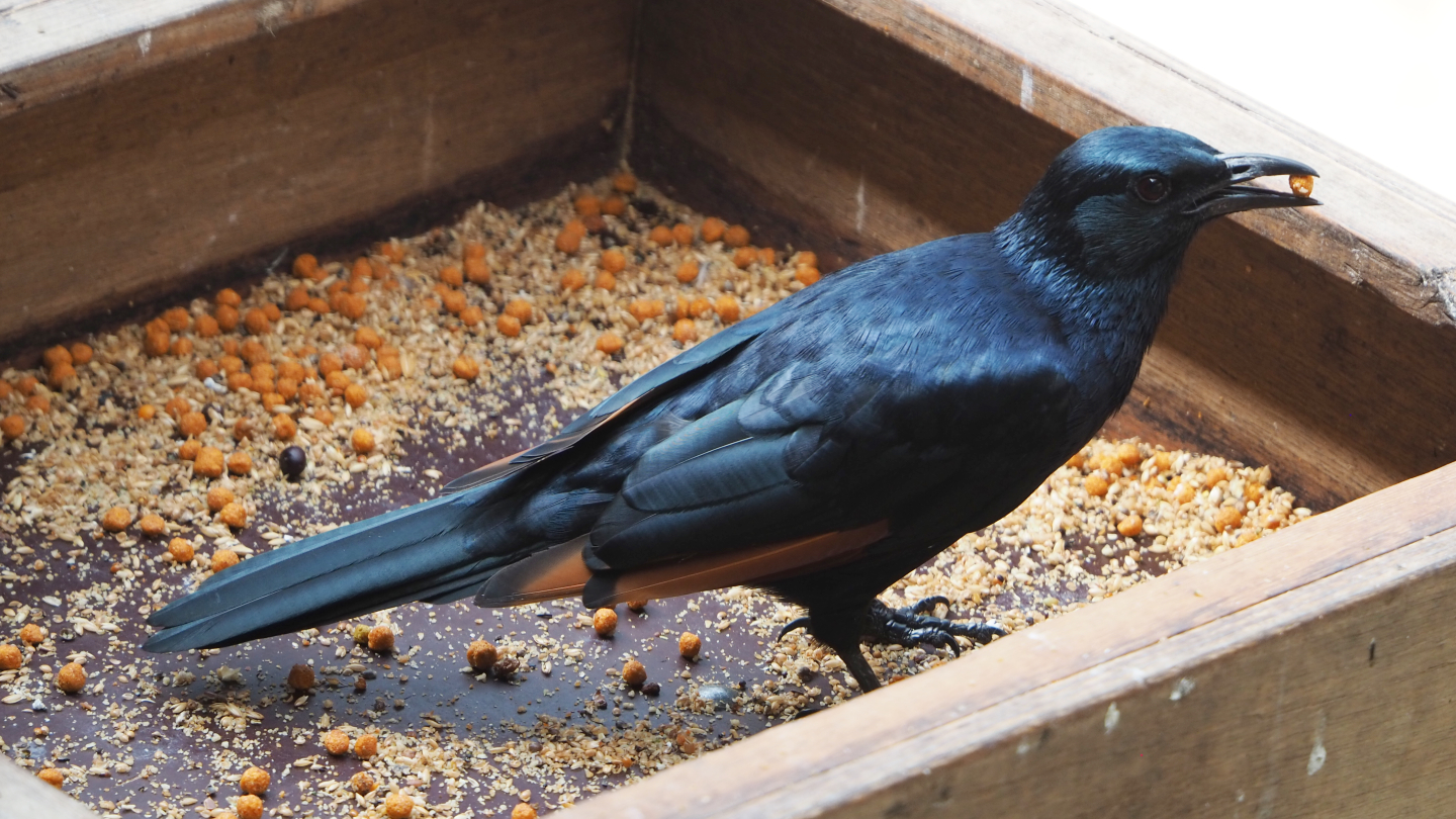 Red-winged starling (Onychognathus morio), 2020-06-20