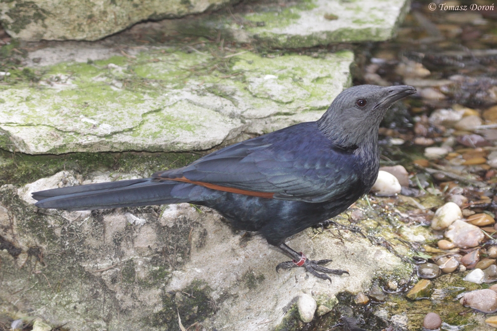 Red-winged Starling (Onychognathus morio) female