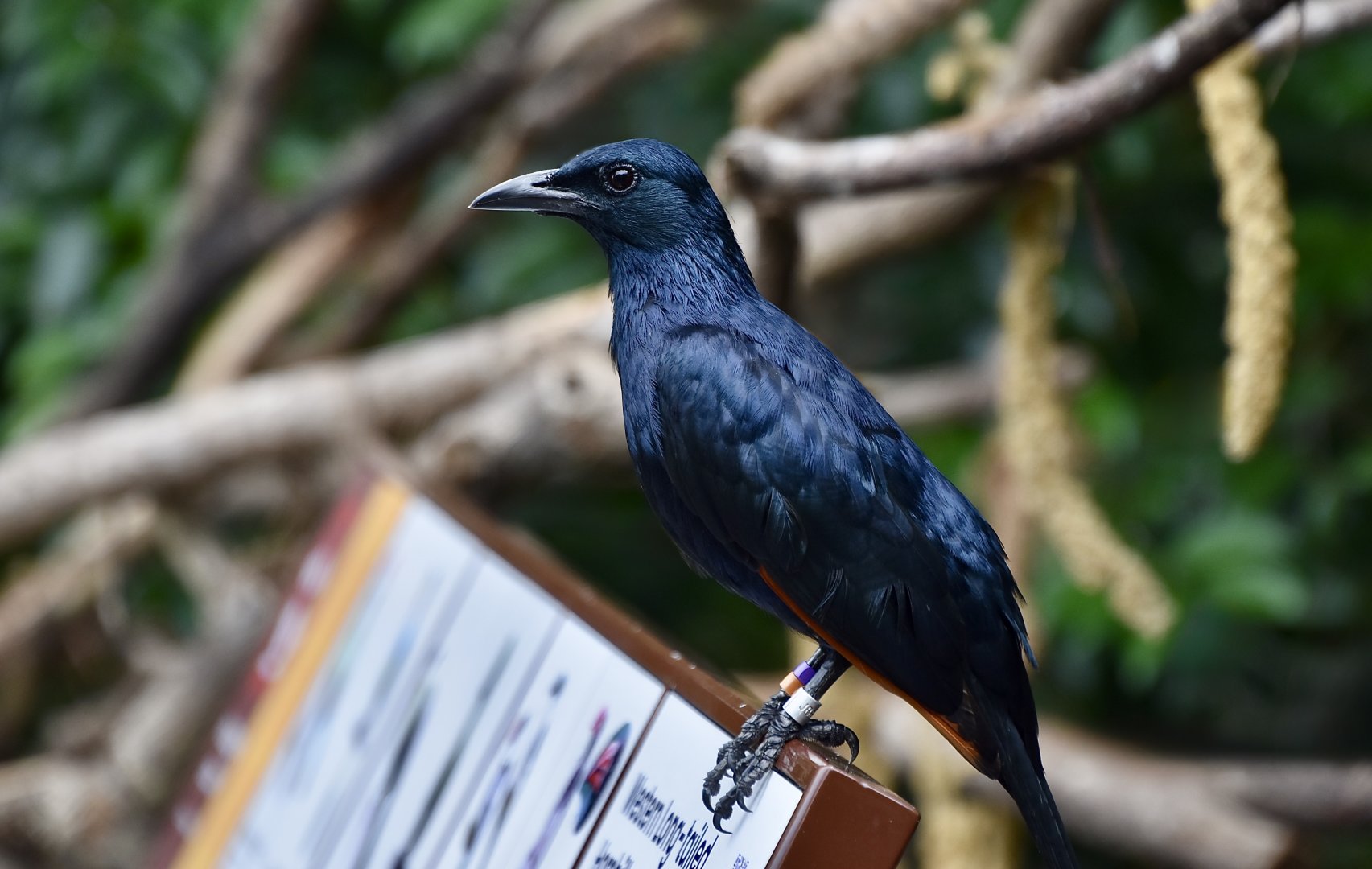Red-Winged Starling (Onychognathus morio) male