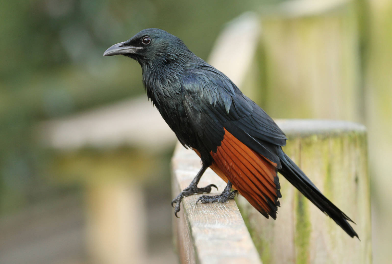 Red-winged Starling (Onychognathus morio)