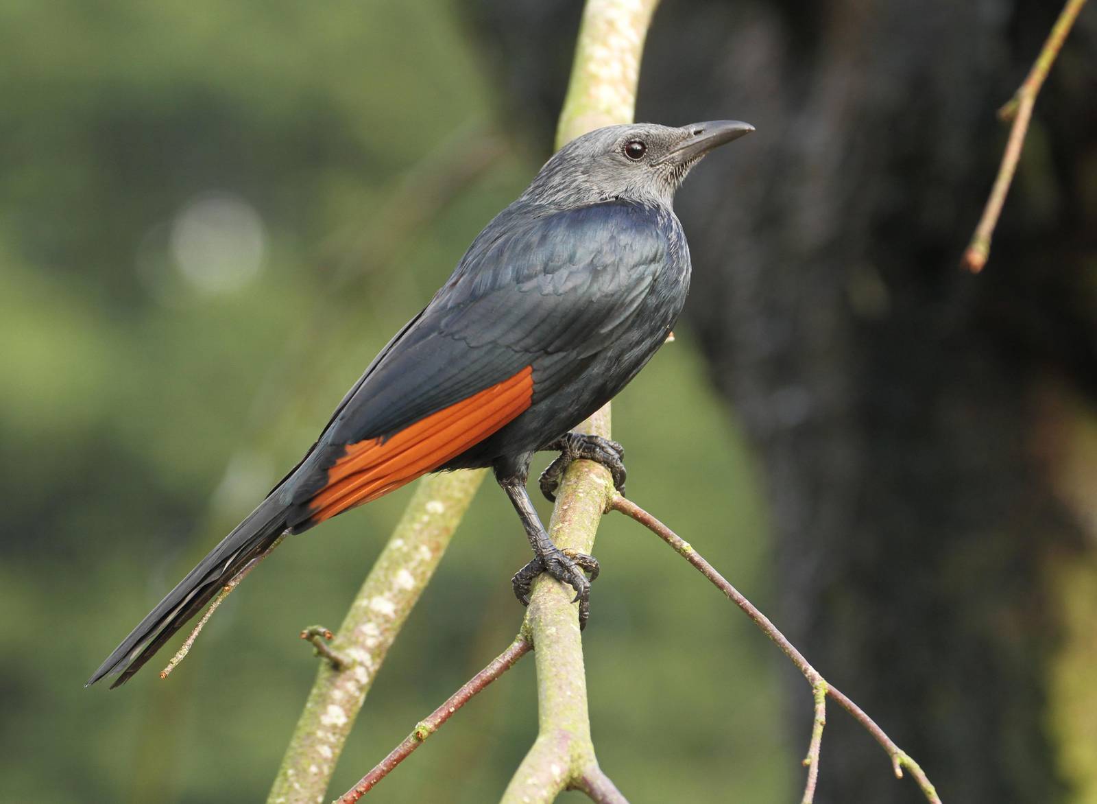 Red-winged Starling (Onychognathus morio)