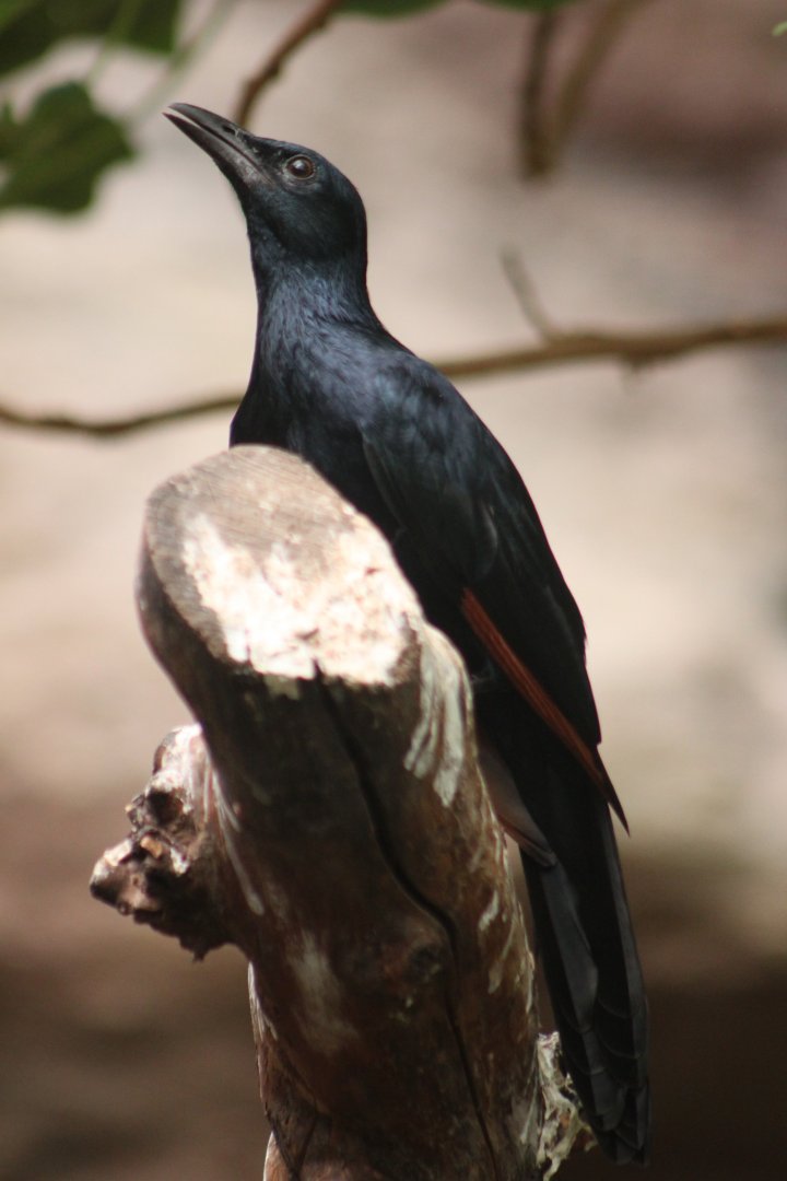 Red-winged starling (Onychognathus morio)