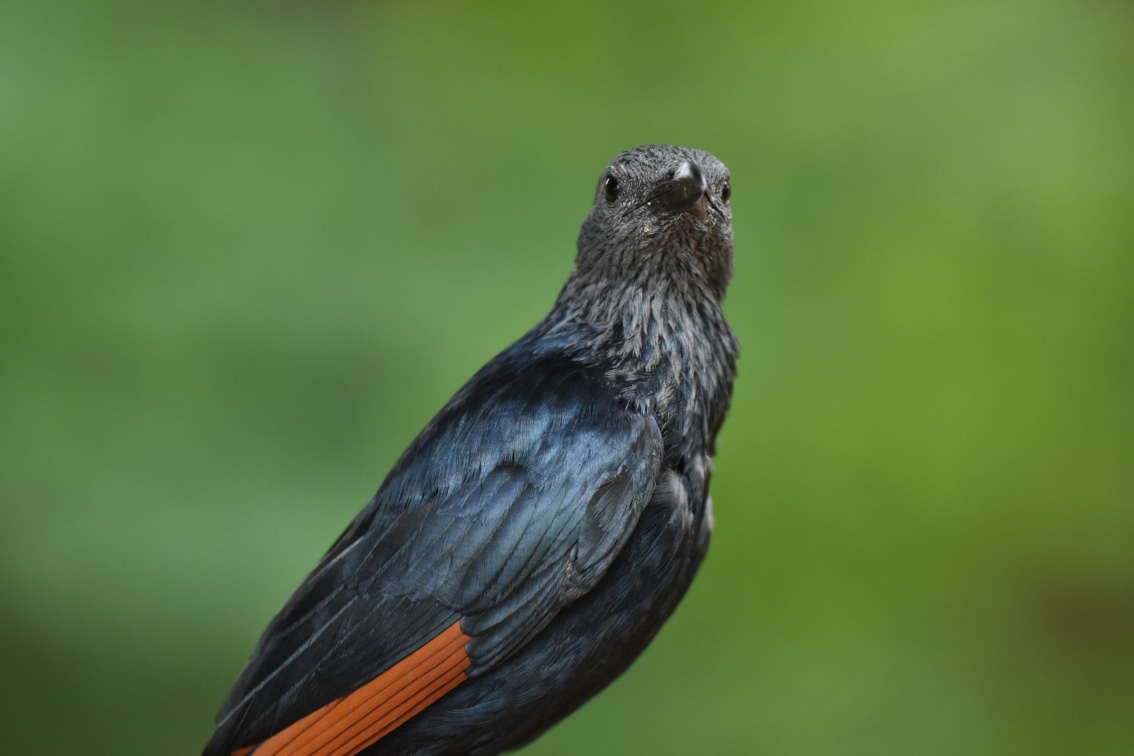 Red-winged Starling Onychognathus morio
