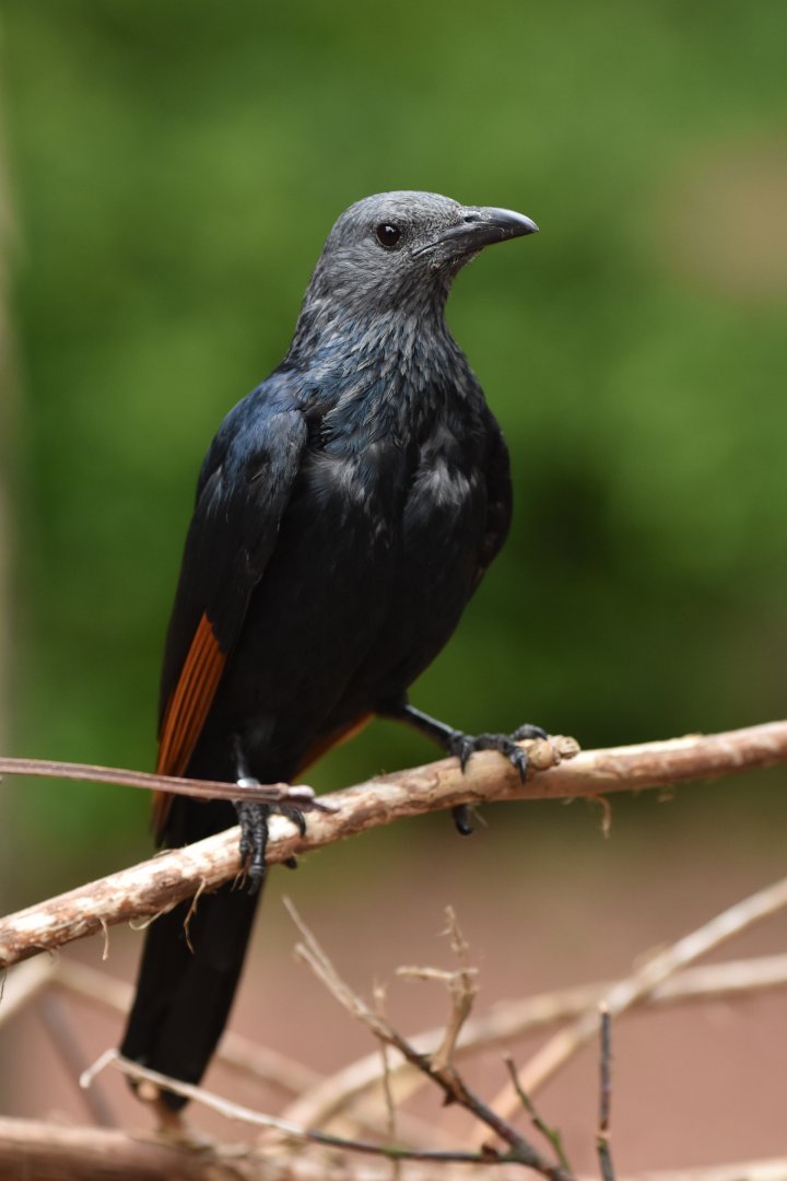 Red-winged Starling Onychognathus morio