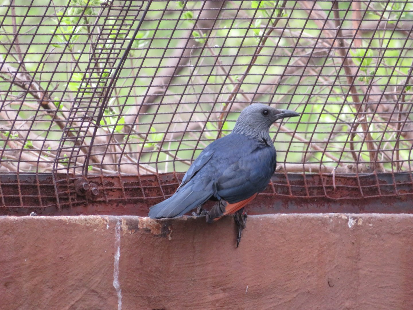 Red-winged Starling (Onychognathus morio)