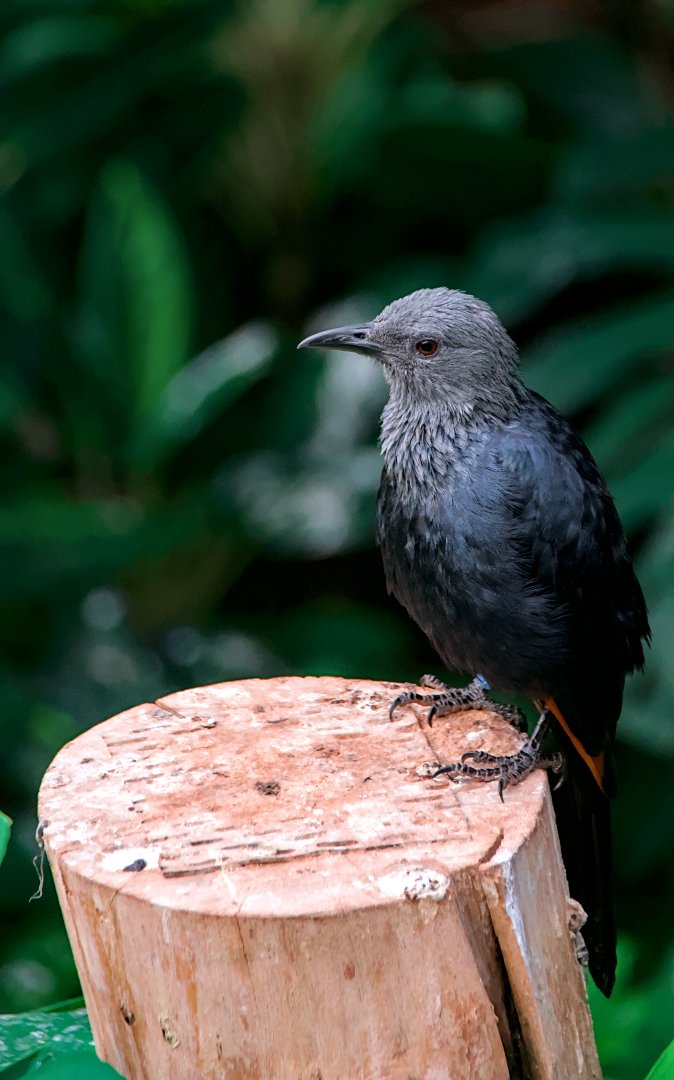 Red-winged starling (Onychognathus morio)