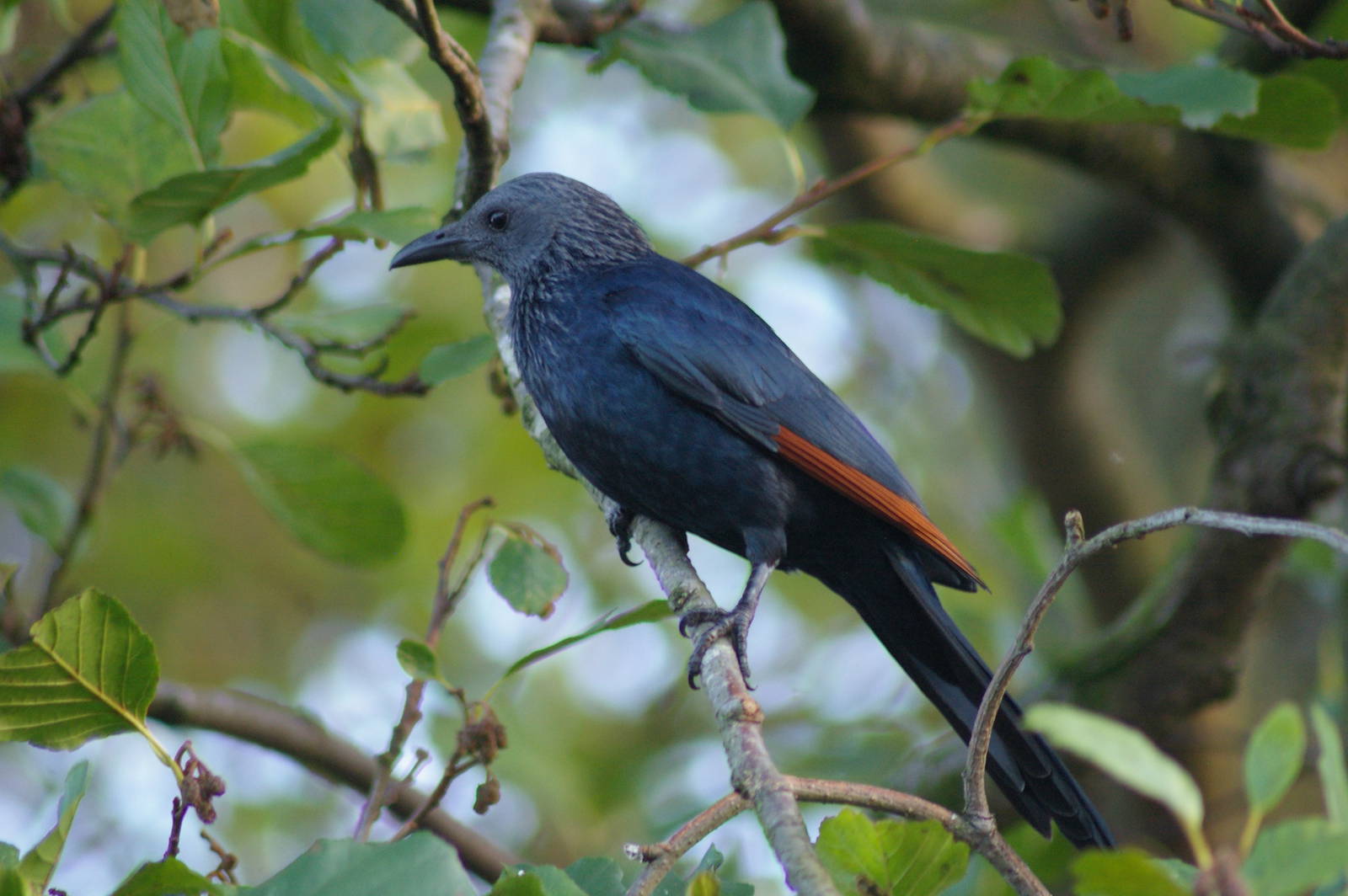 Red Winged Starling