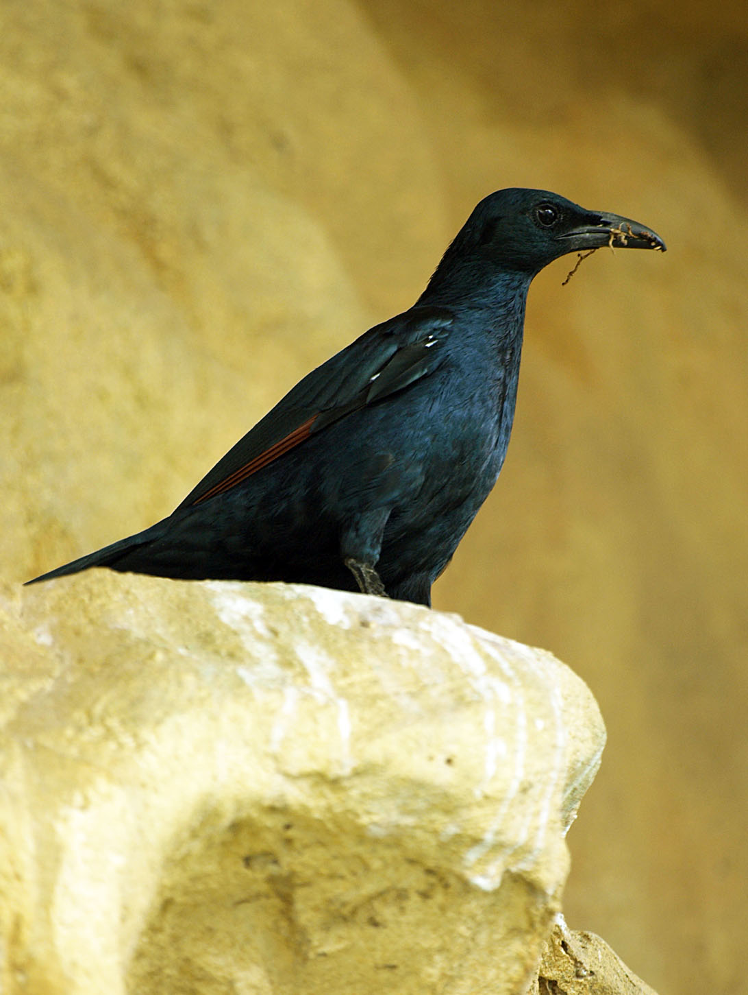 Red-winged starling
