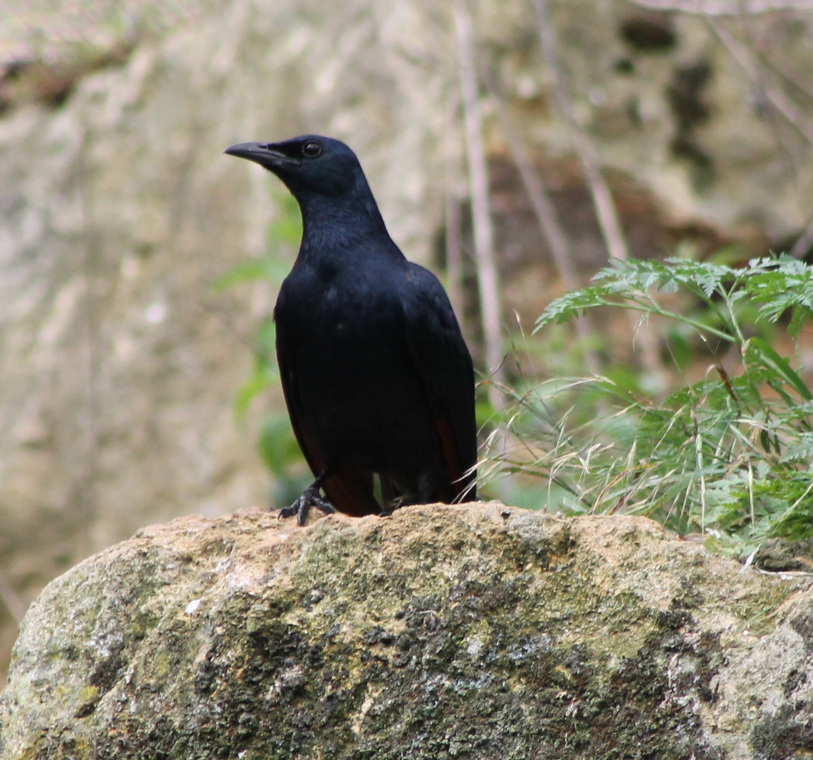 Red-winged starling