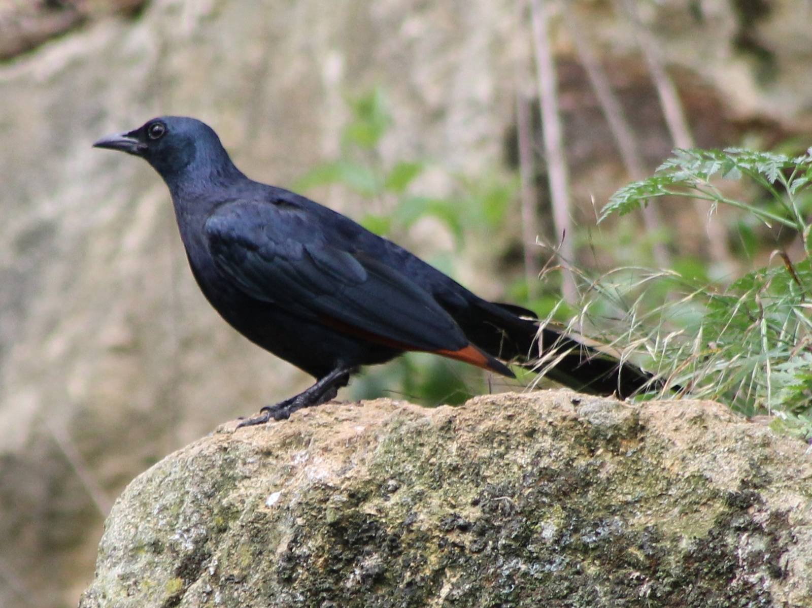 Red-winged starling