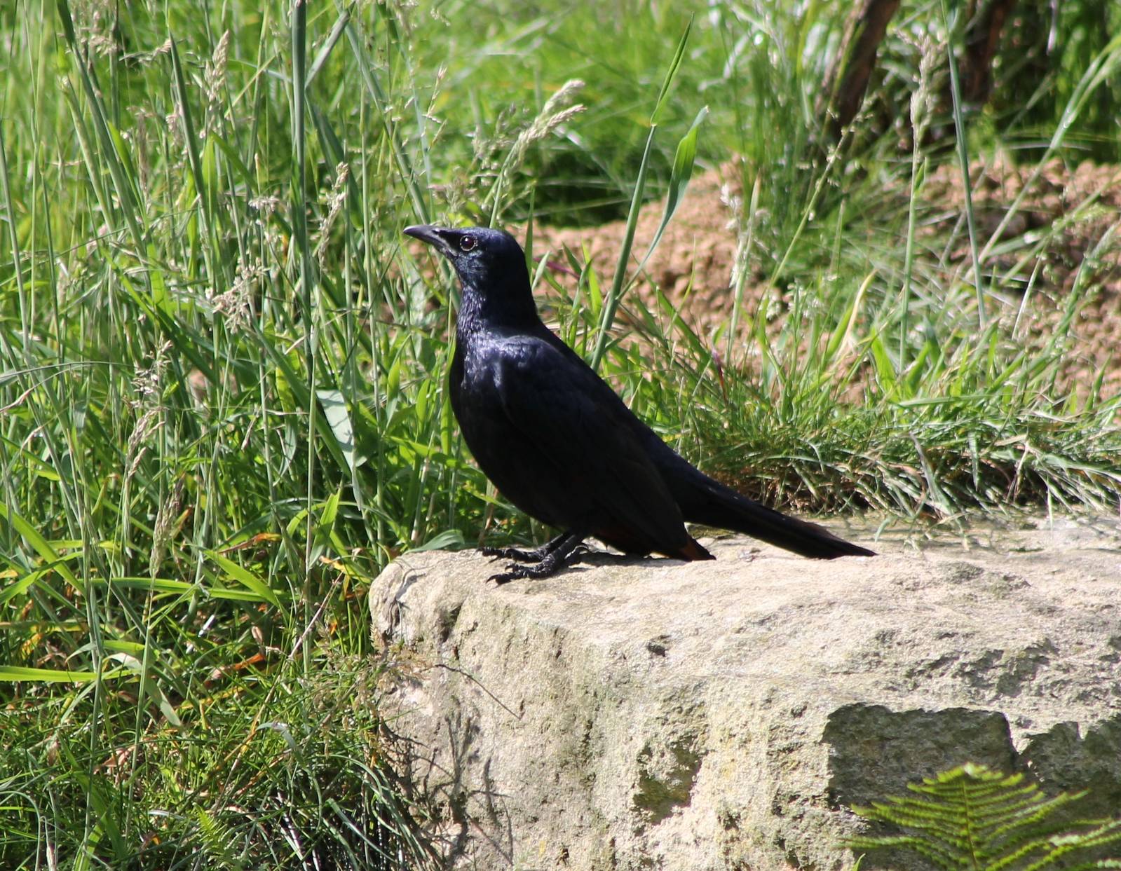 Red-winged starling