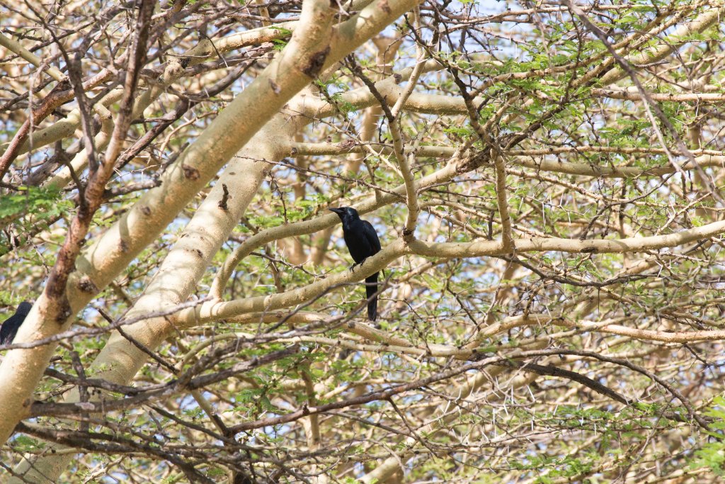Red-winged Starling