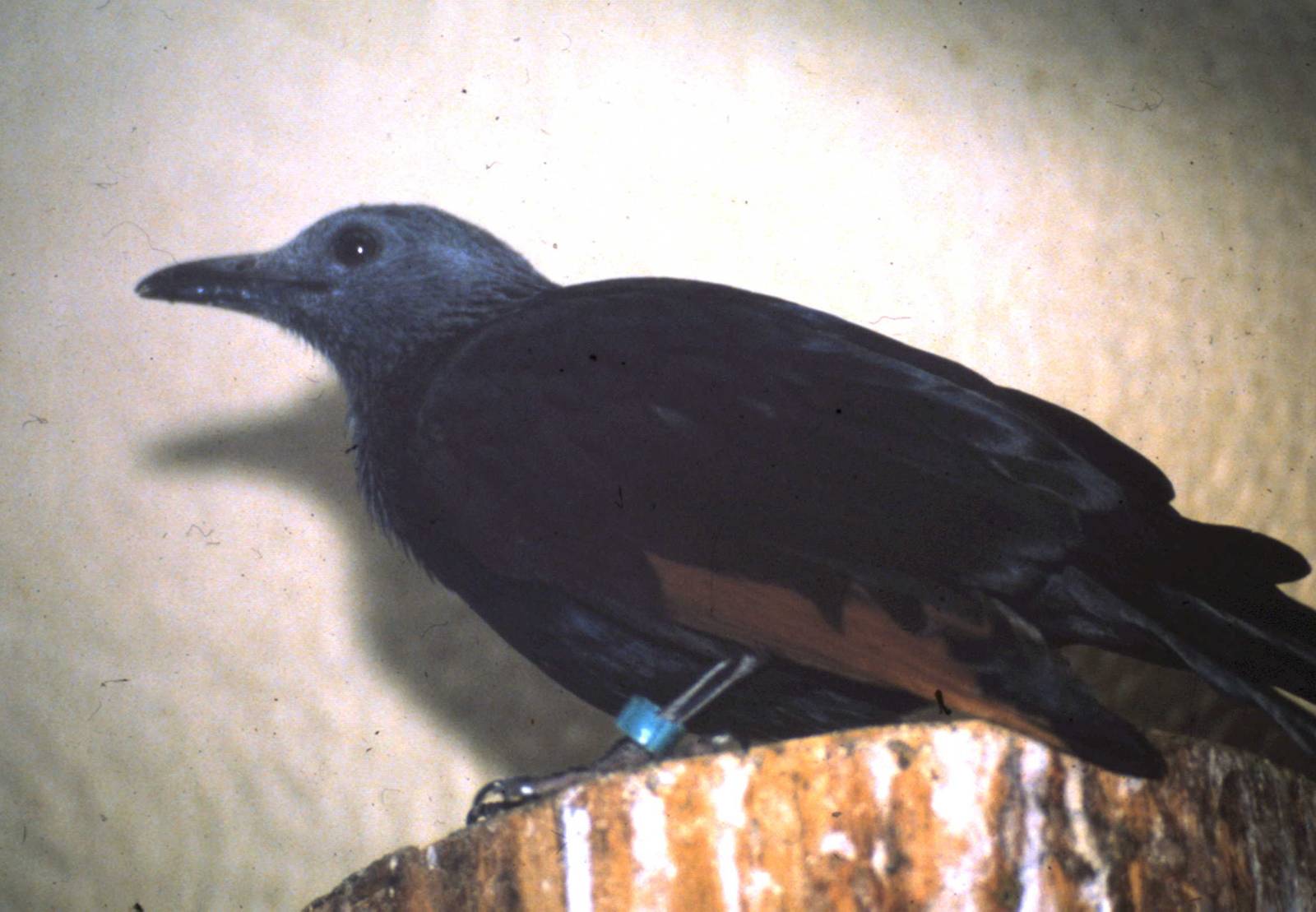 Red-winged starling