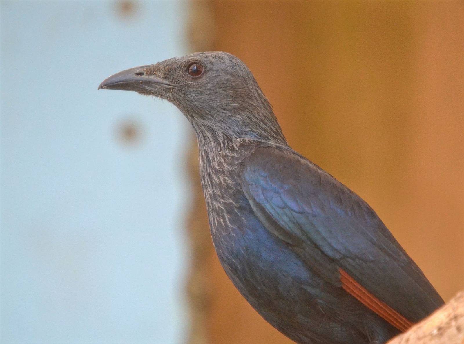 Red Winged Starling