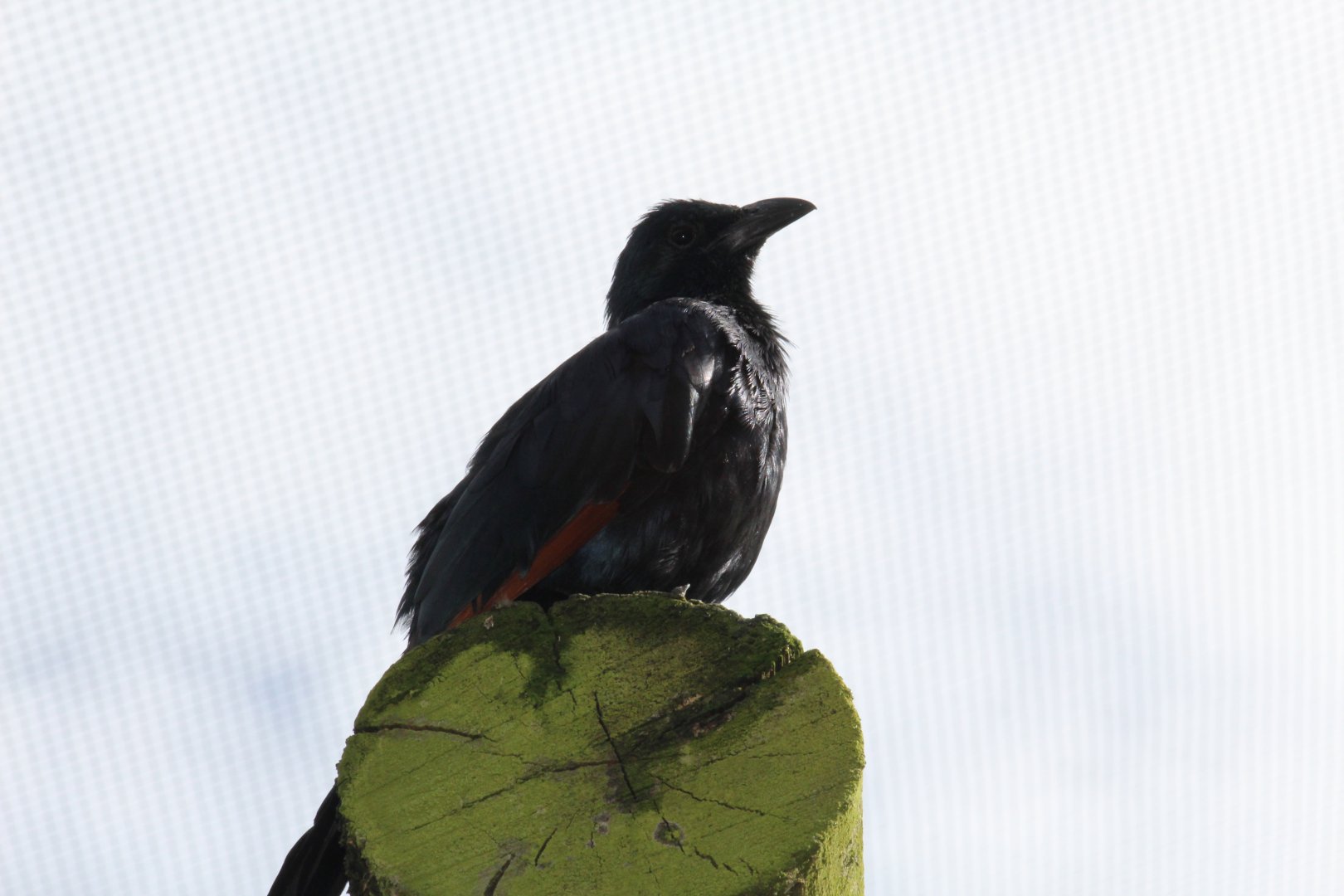 Red-Winged Starling