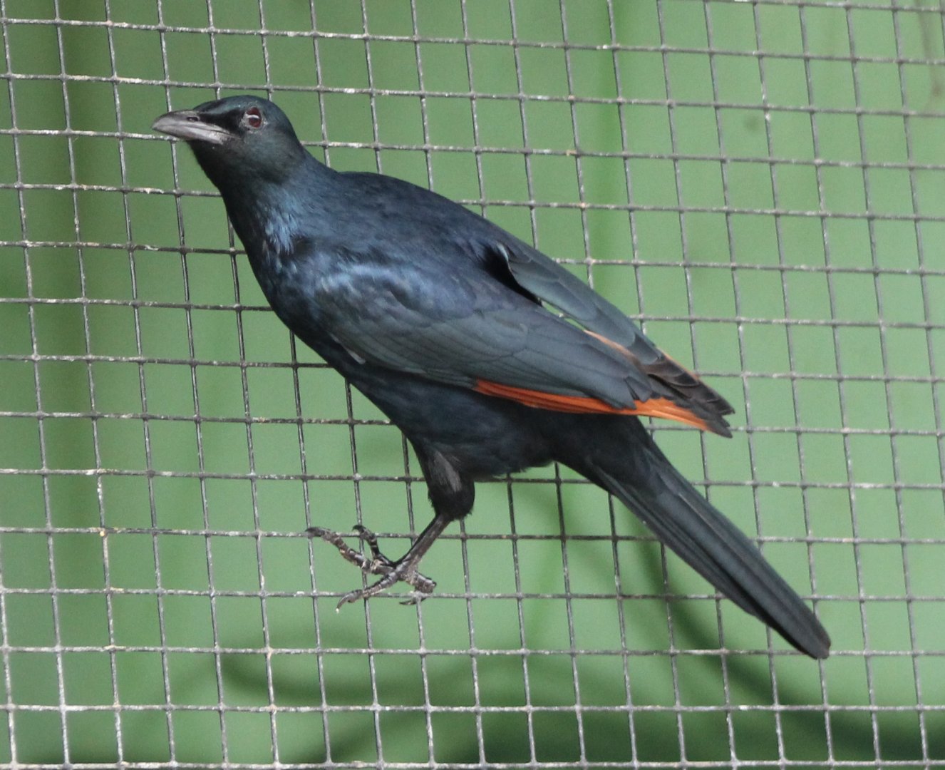 Red-winged starling
