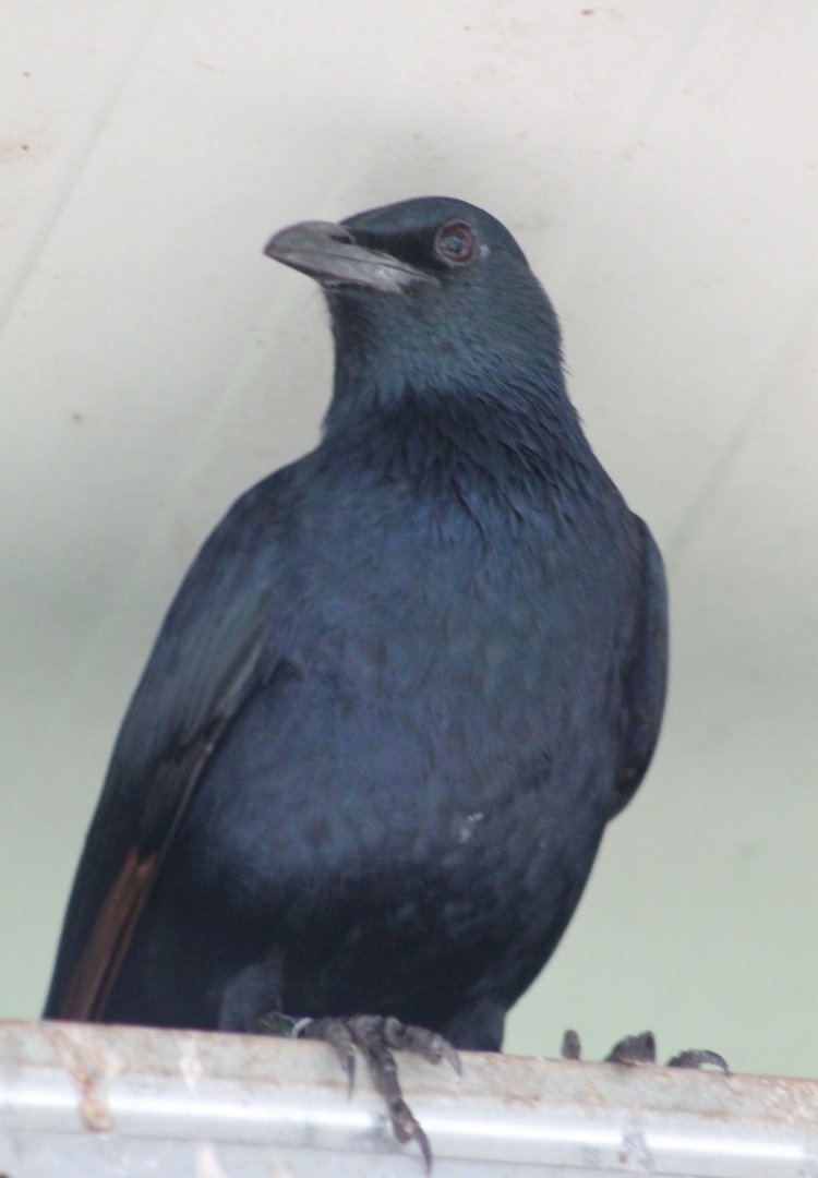 Red-winged starling