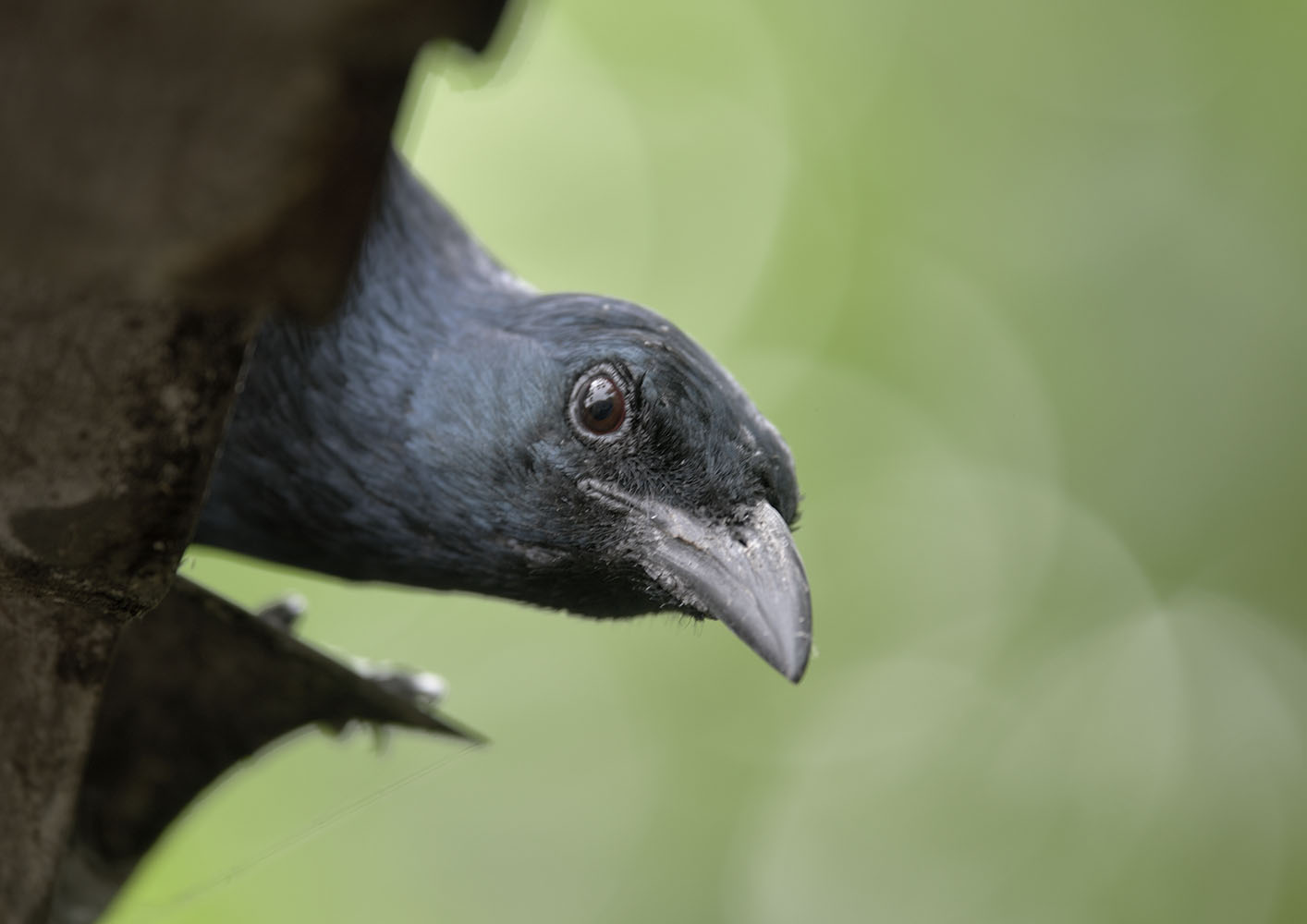 Red-winged starling