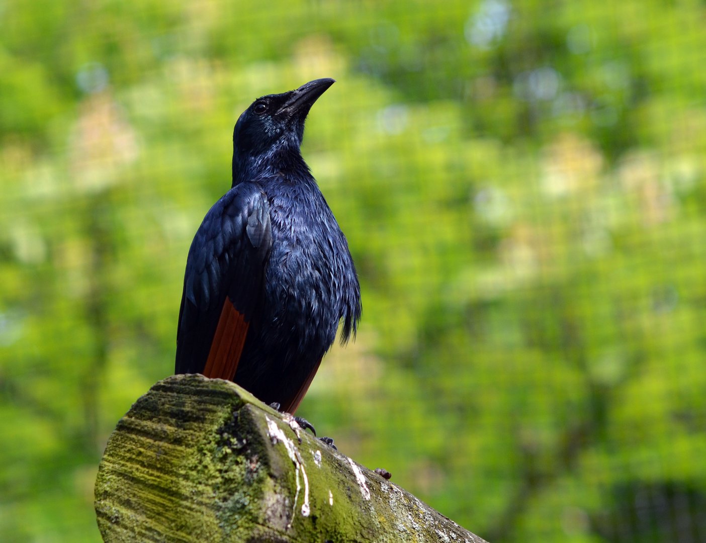 Red Winged Starling