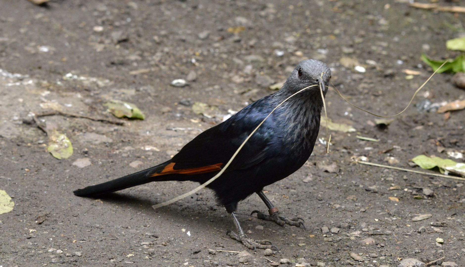 Red winged starling