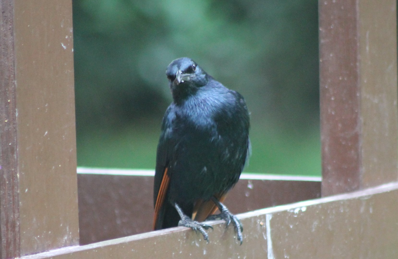 Red-winged starling