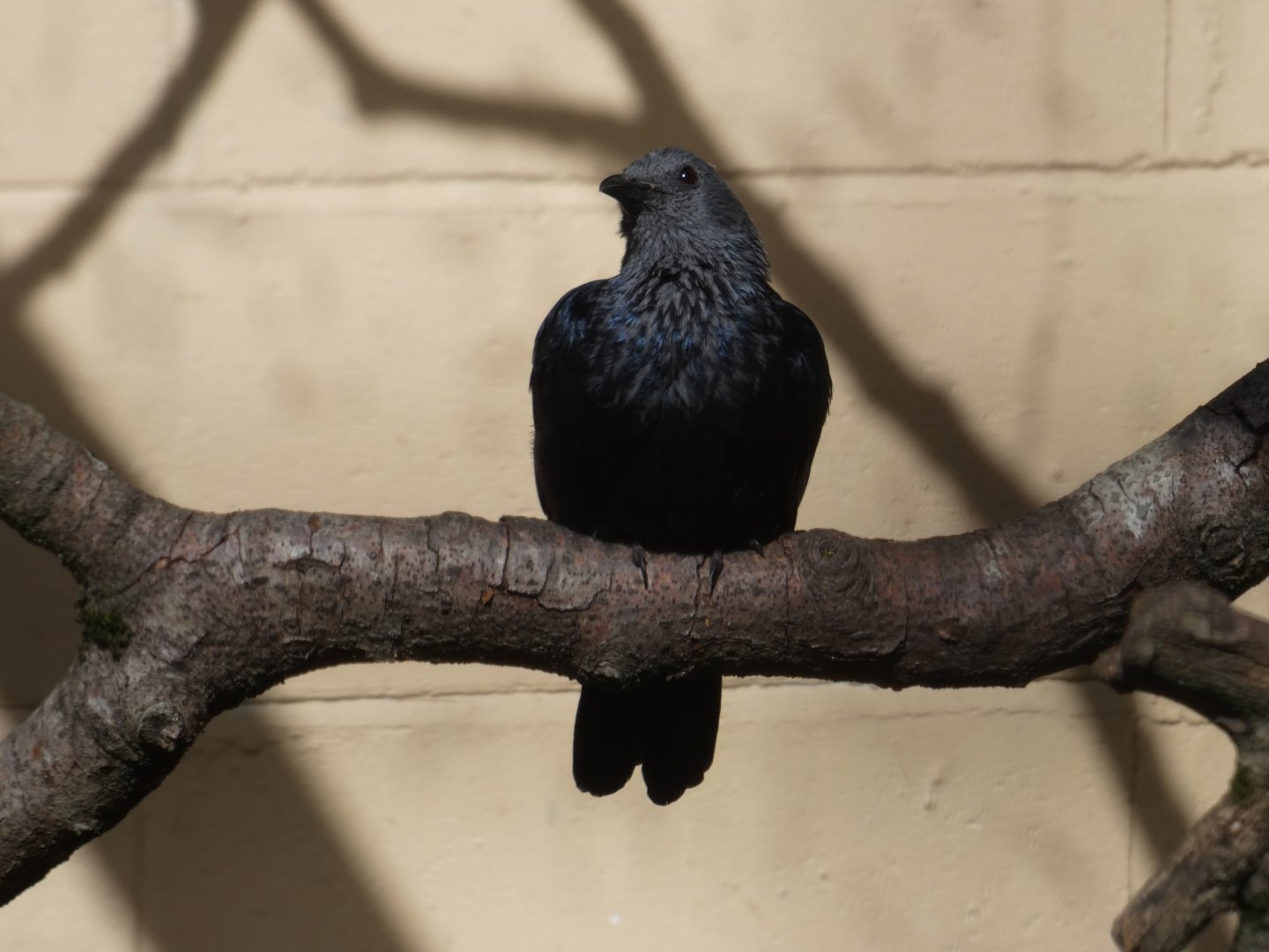 Red-winged starling