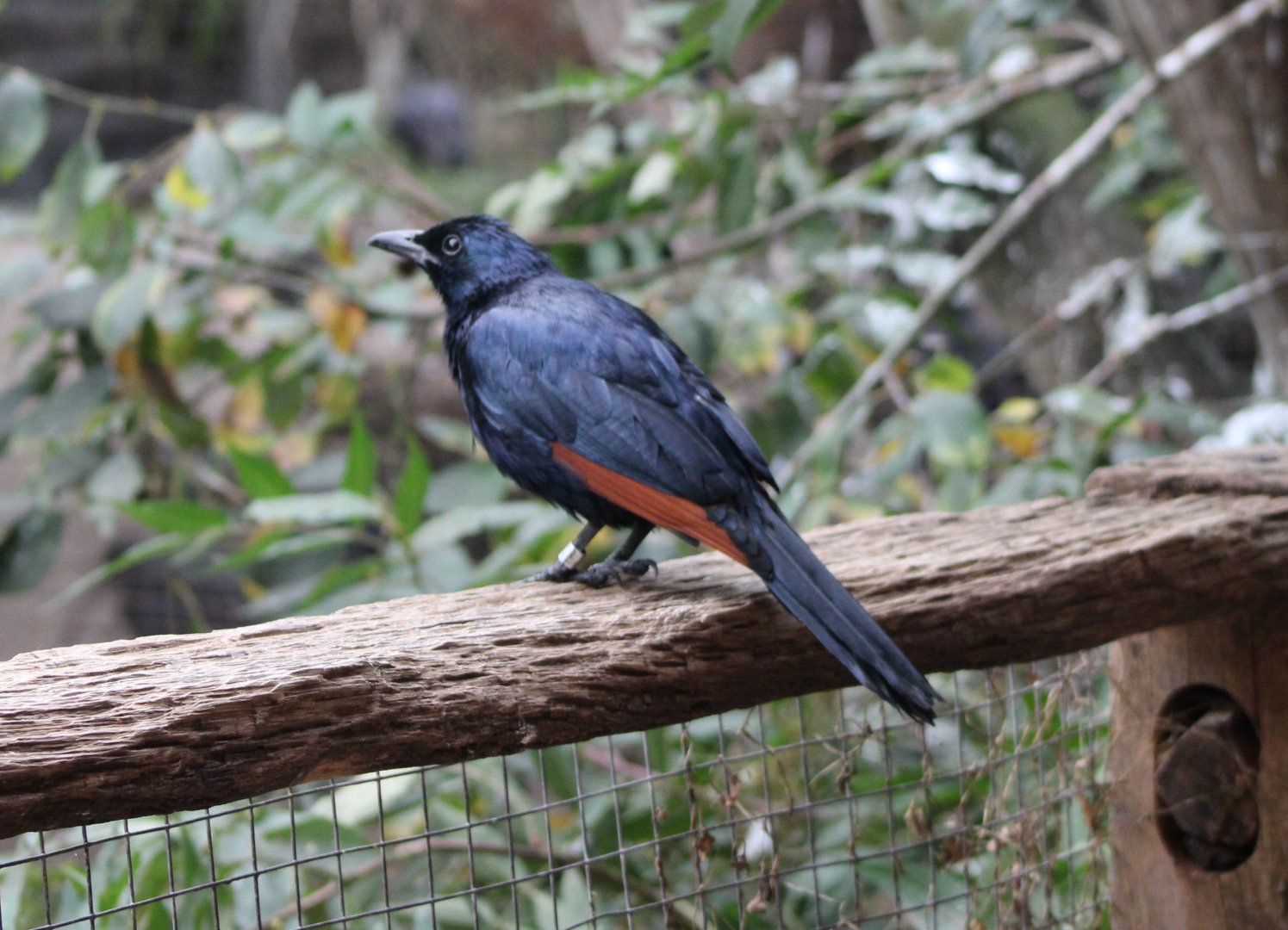 Red-winged starling