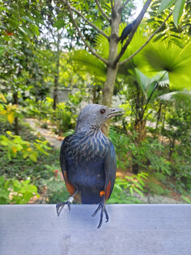 Red-winged starling