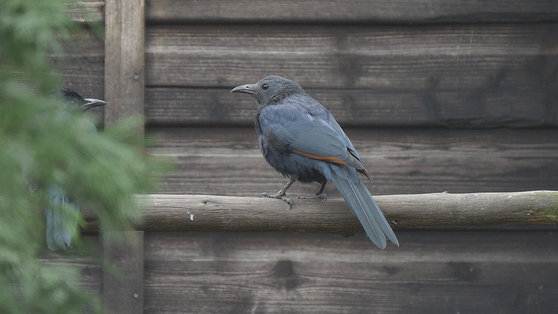 Red-Winged Starling
