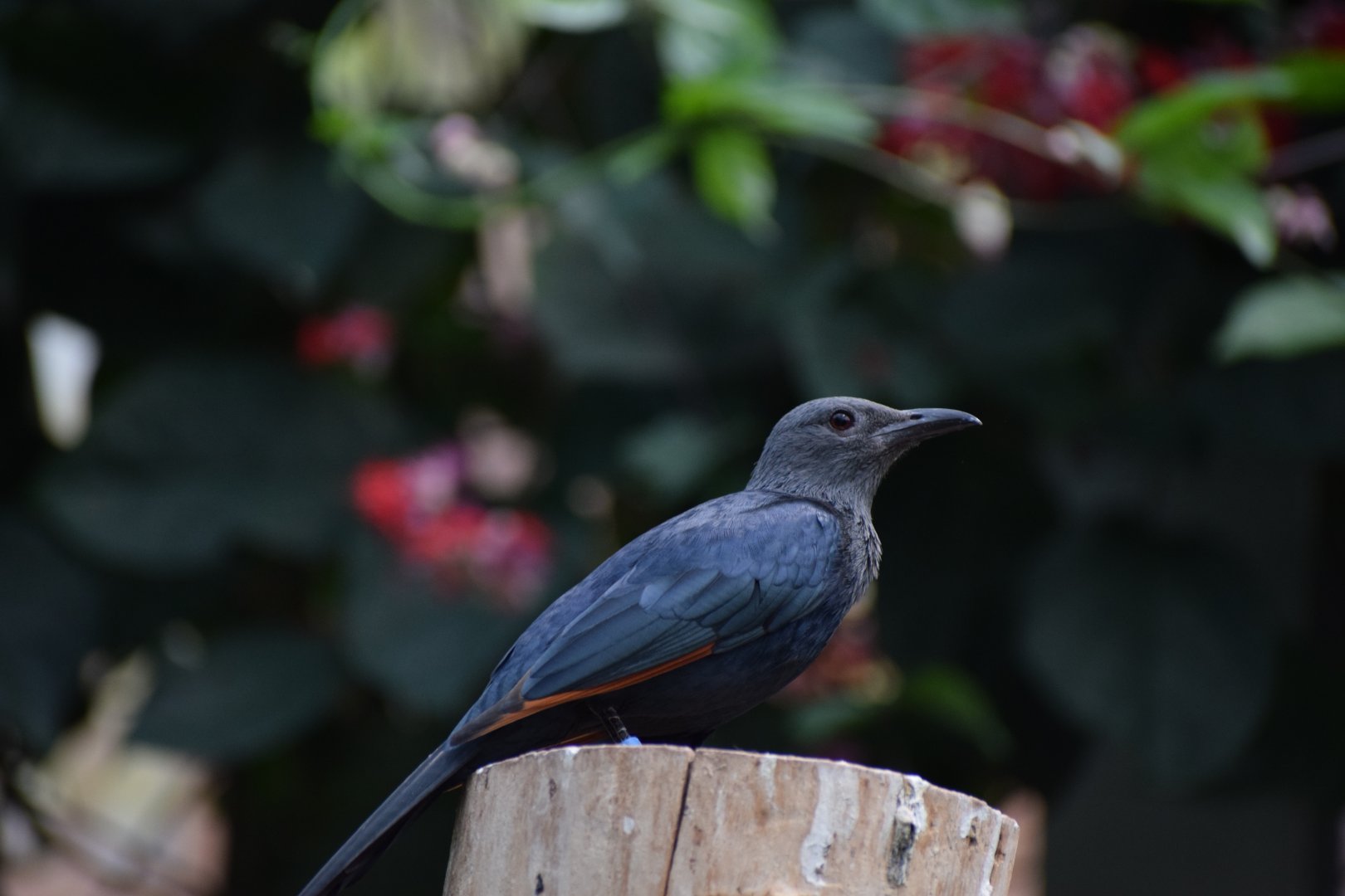 Red-winged starling