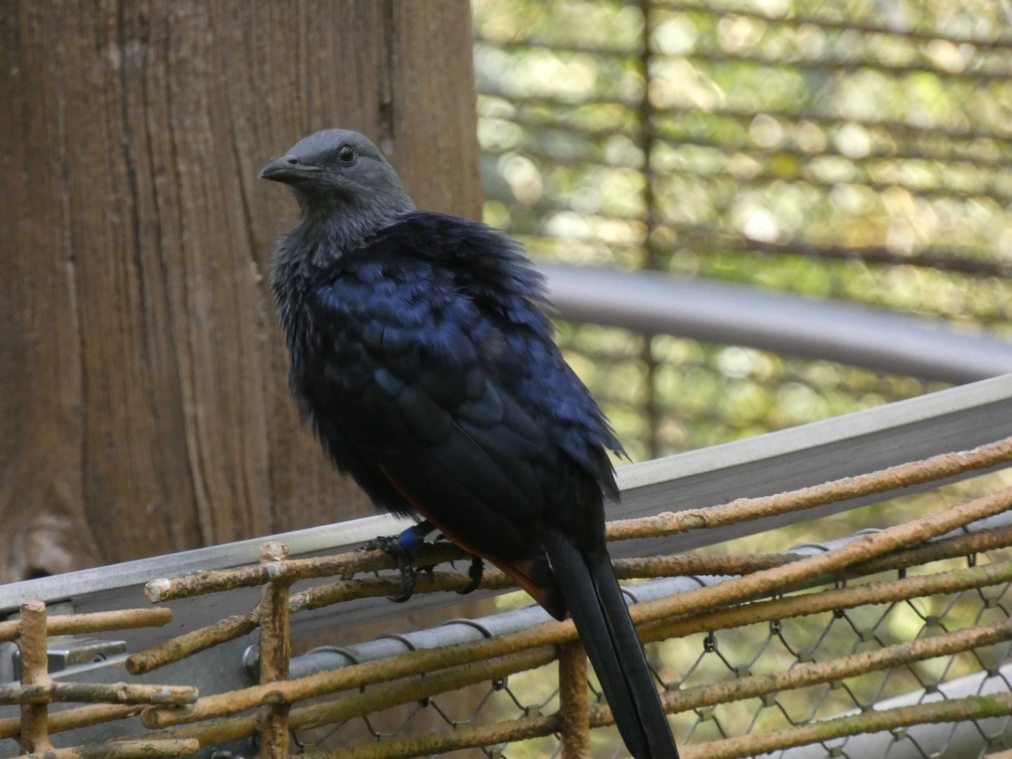 Red-winged starling