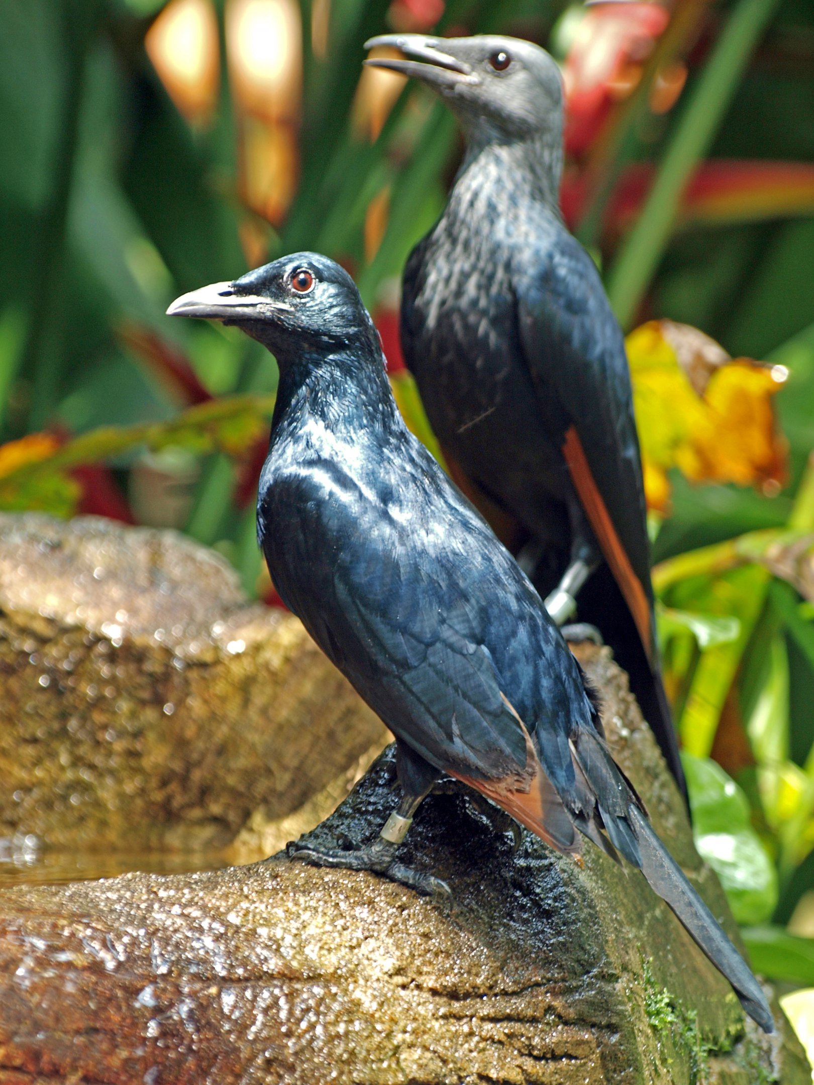 Red-winged starling