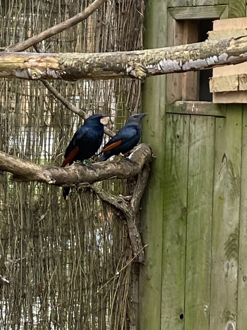 Red-winged starlings 010323