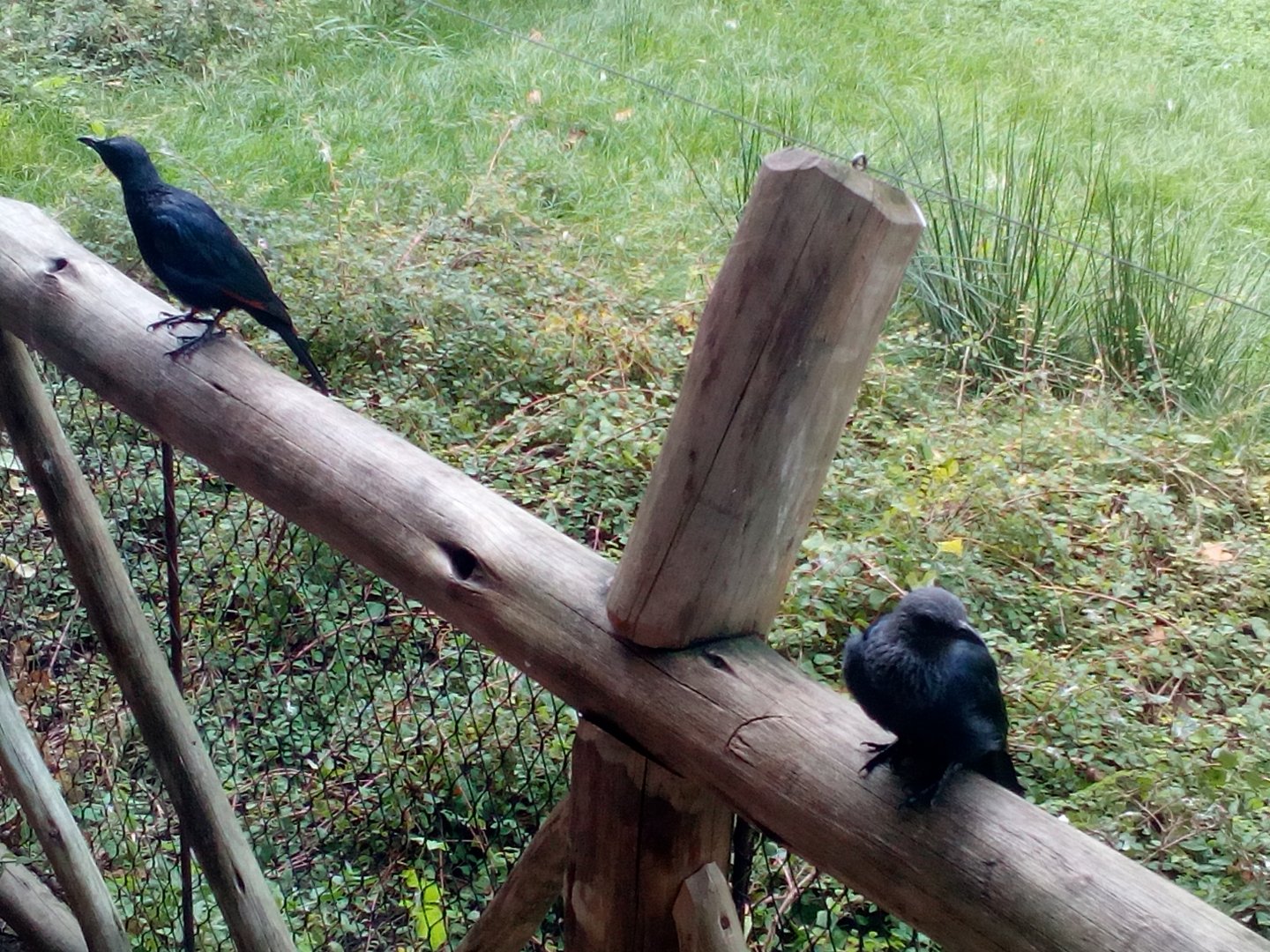 Red-winged starlings-9/25
