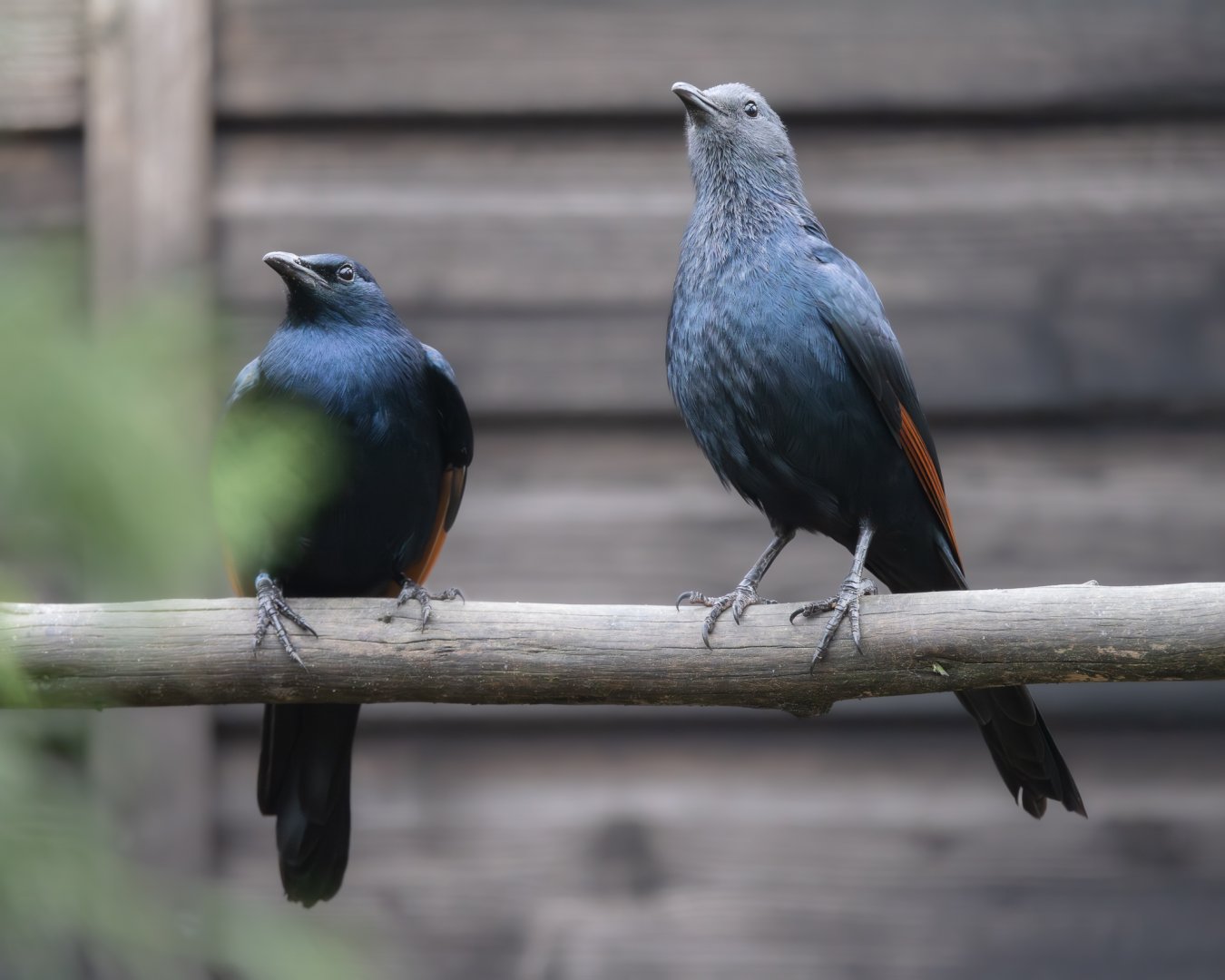 Red-winged Starlings / Hamerton / 23-12-24
