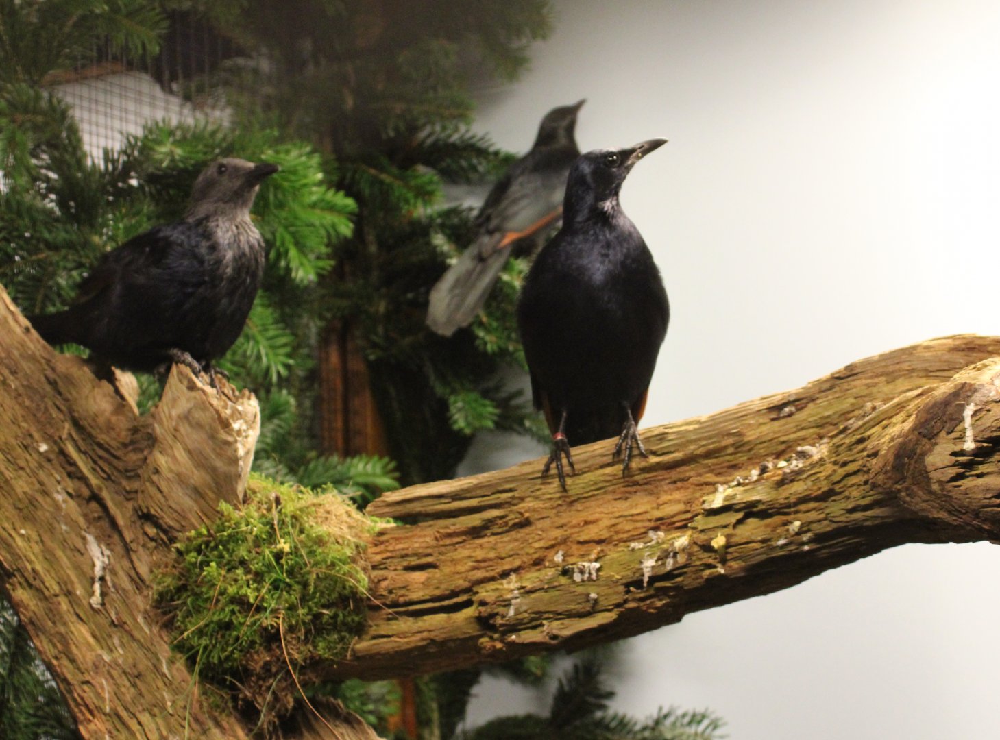 Red-winged starlings
