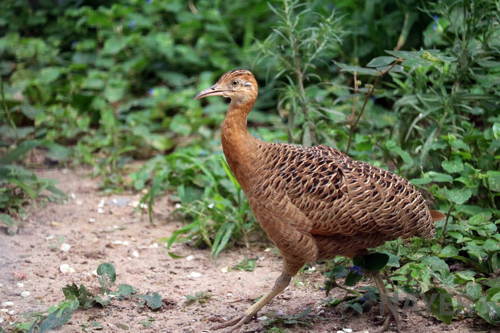 Red-winged tinamou, March 2016