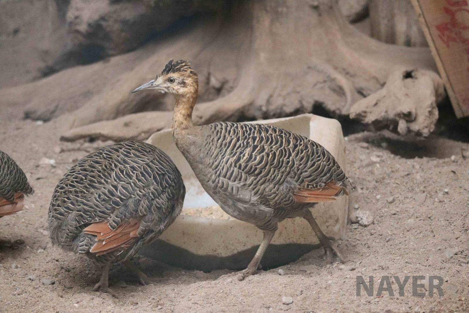 Red-winged tinamou - Mendoza Zoo, April 2016