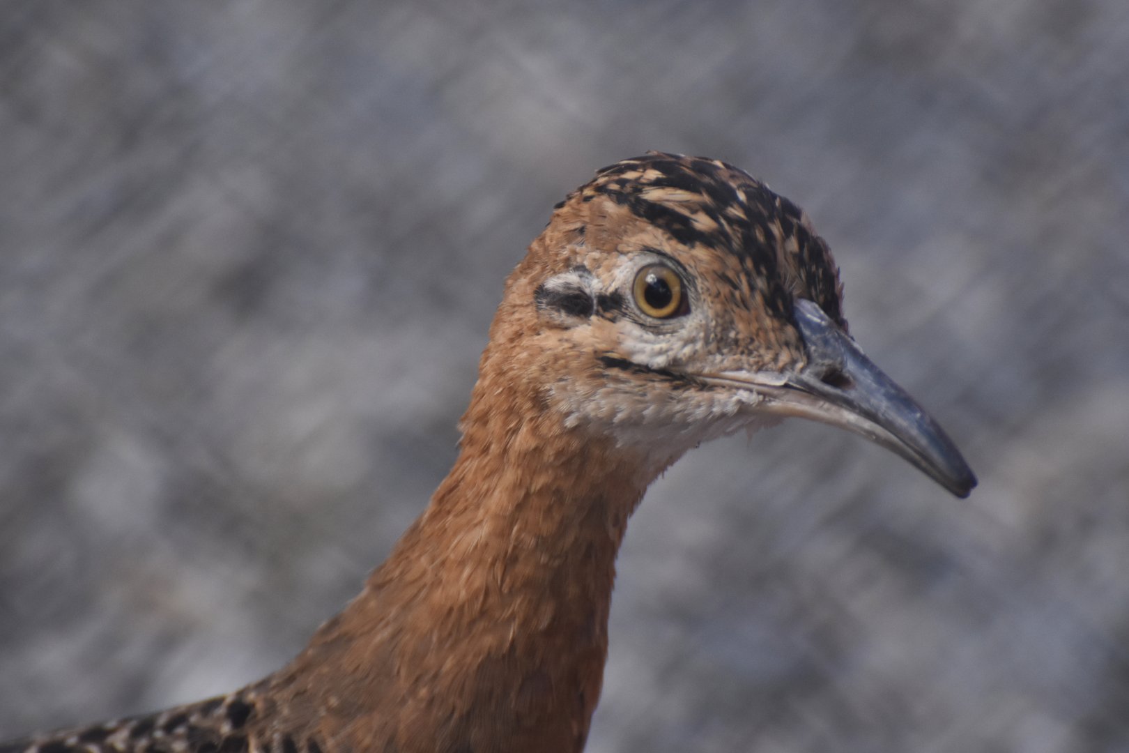 Red-winged Tinamou (Rhynchotus rufescens)