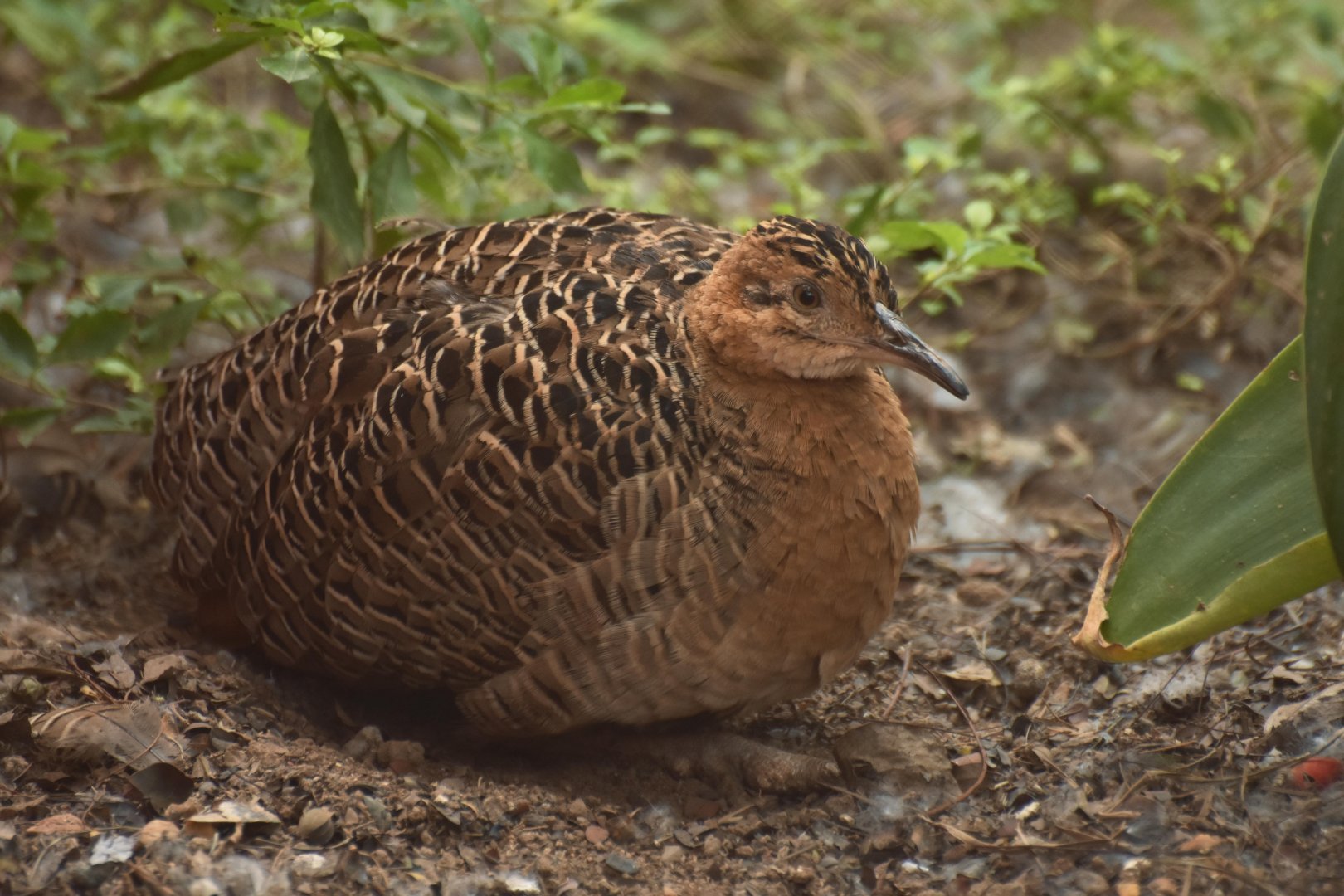 Red-winged Tinamou (Rhynchotus rufescens)