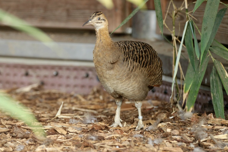 red-winged tinamou (Rhynchotus rufescens)