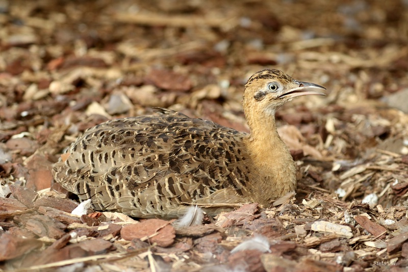 red-winged tinamou (Rhynchotus rufescens)