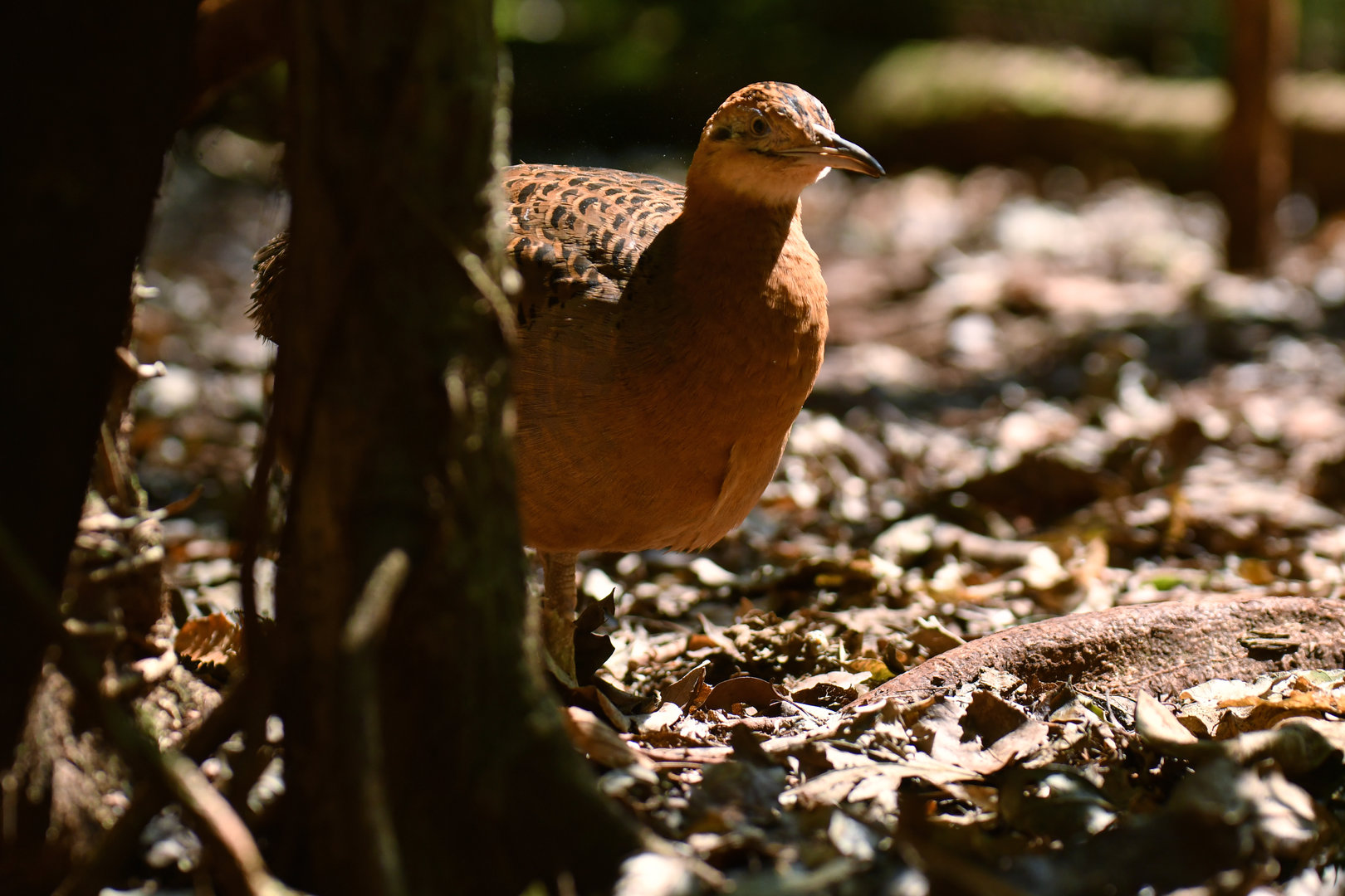 Red-winged Tinamou Rhynchotus rufescens