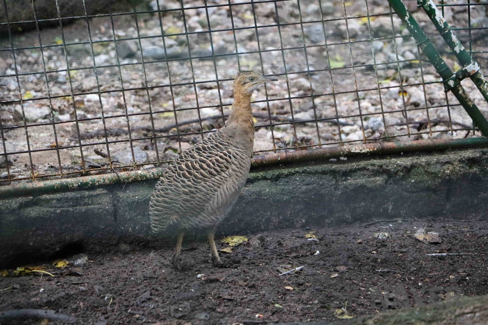 Red-winged tinamou - Tatu Carreta, April 2016.